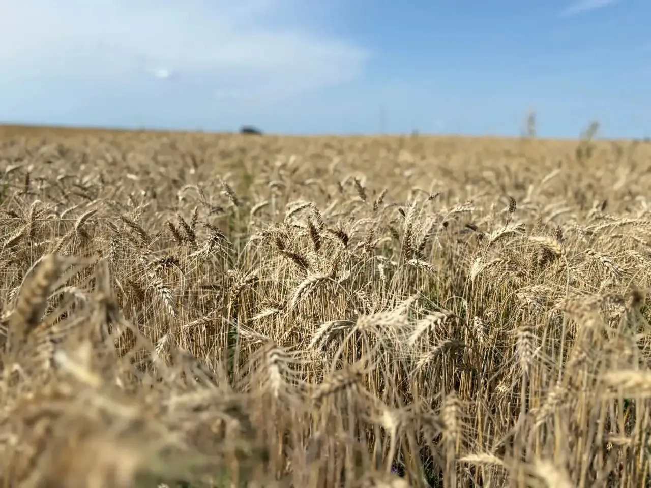 Пшеничное поле в Менделеевском районе